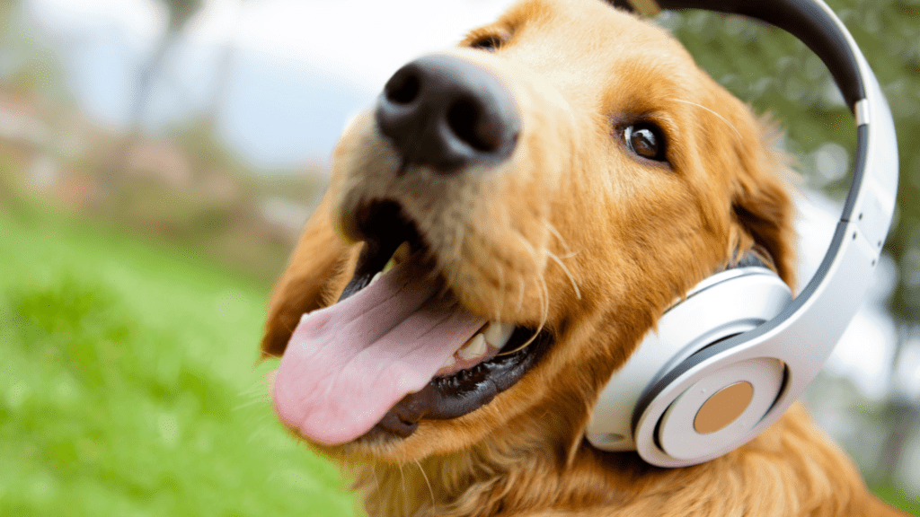 Dog music