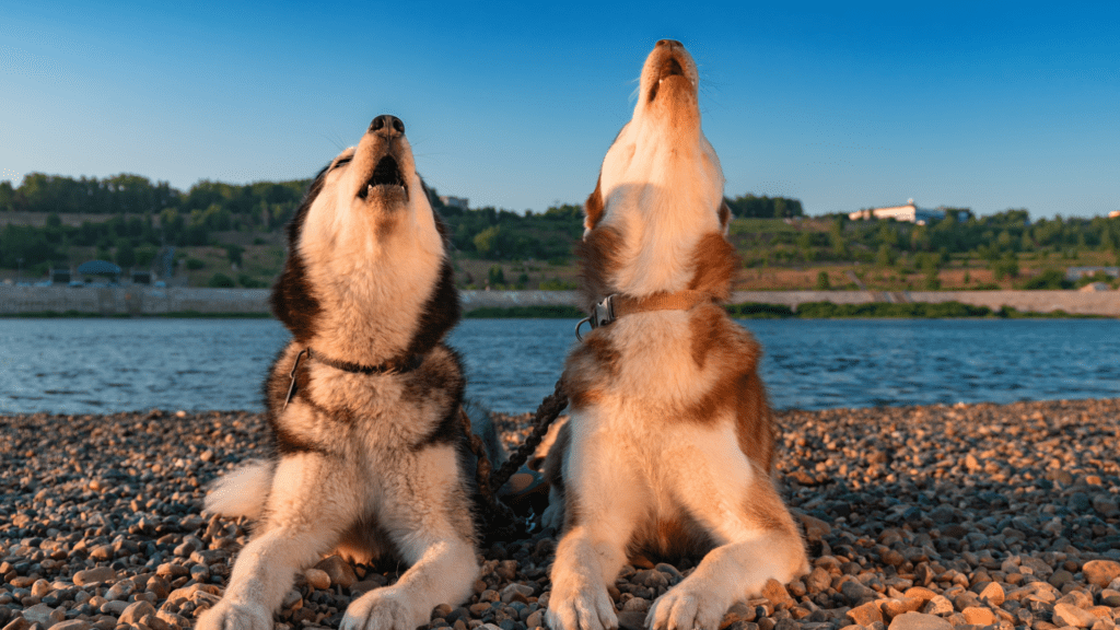 Howling Dogs
