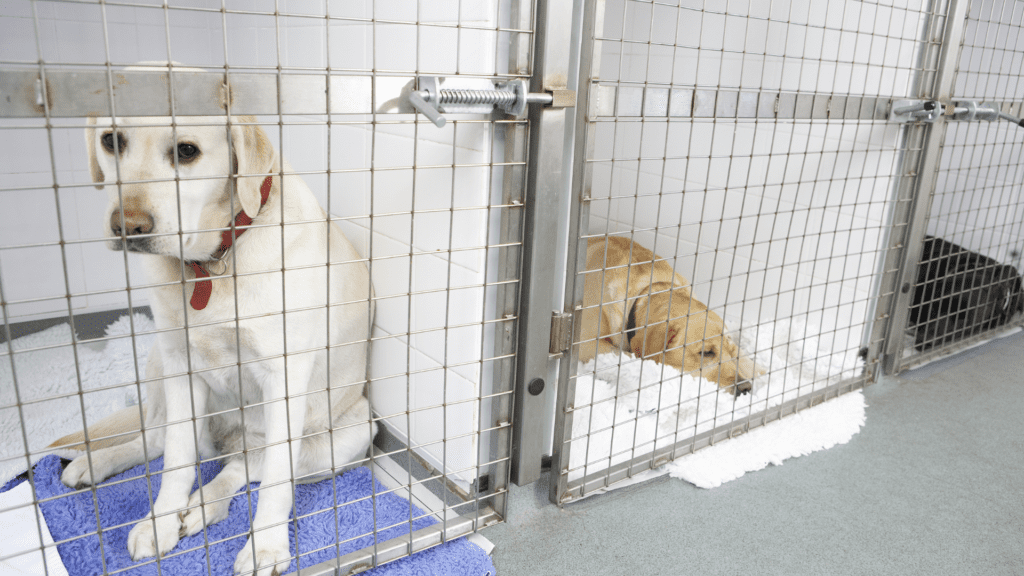 Kennels
